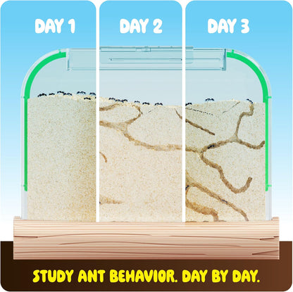 Dan & Darci Educational and Fun Ant Farm Kit